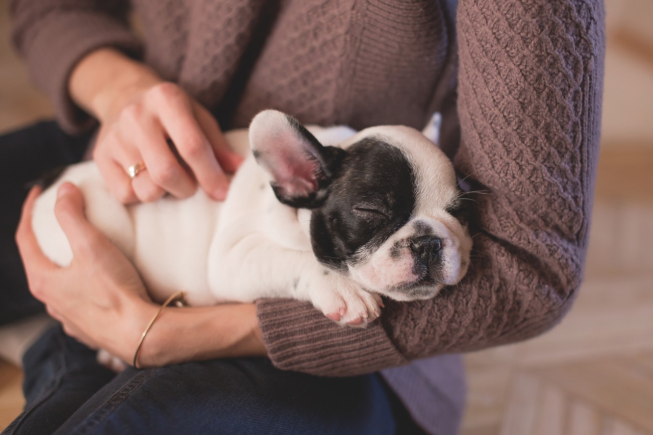 chien dans les bras d'une femme