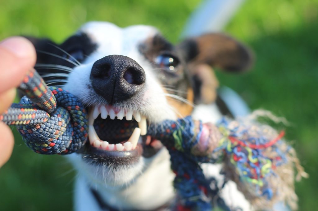 unchien tirant sur un jouet en corde