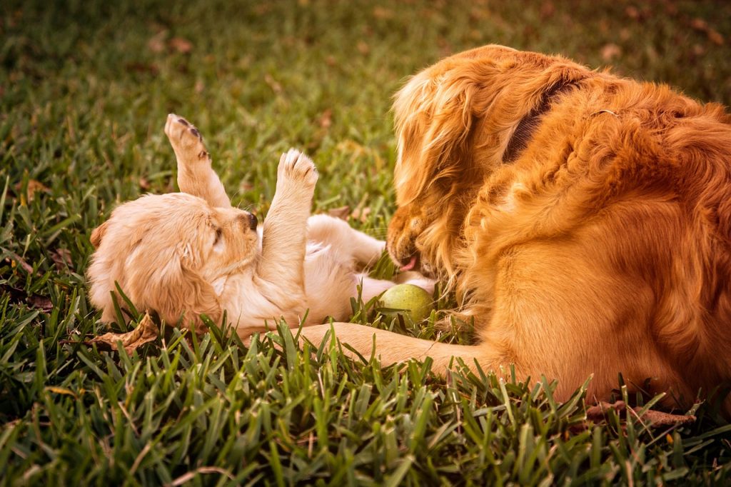 chien golden triever jouant avec un chiot