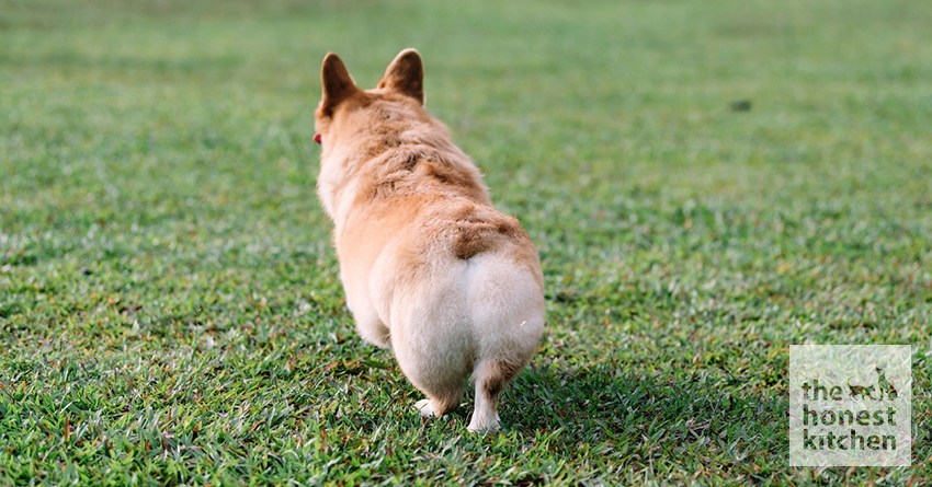 Problèmes de glandes anales chez le chien : signes et solutions