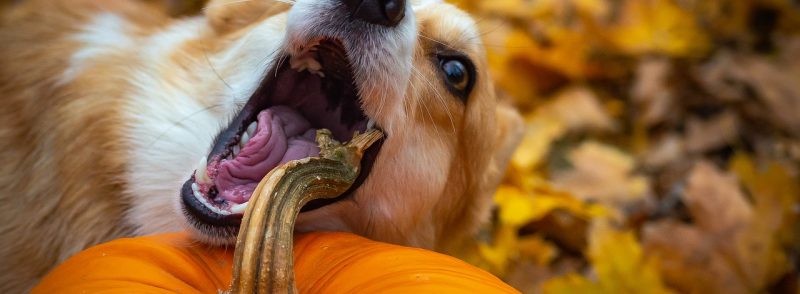 Comment Calmer Le Mordillement Chez Le Chiot Educateur