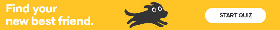 Répondez à notre questionnaire sur la sélection des races de chiens !