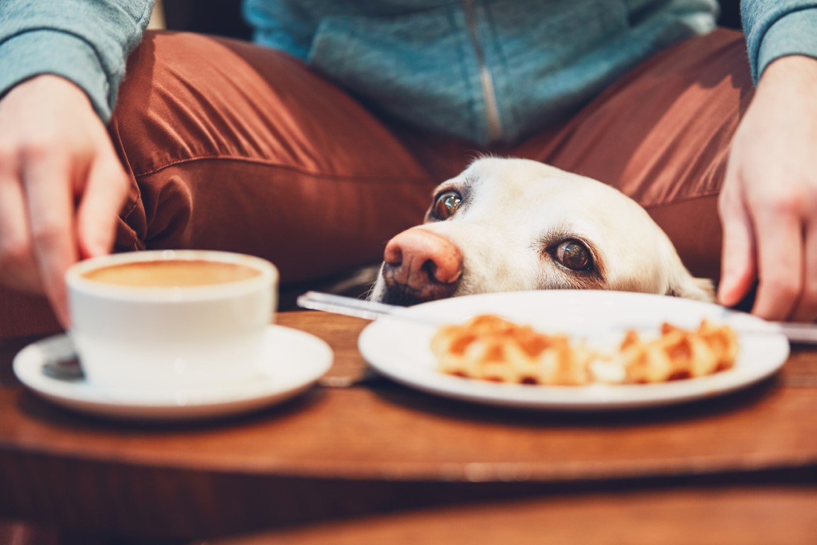 Chien curieux devant un café