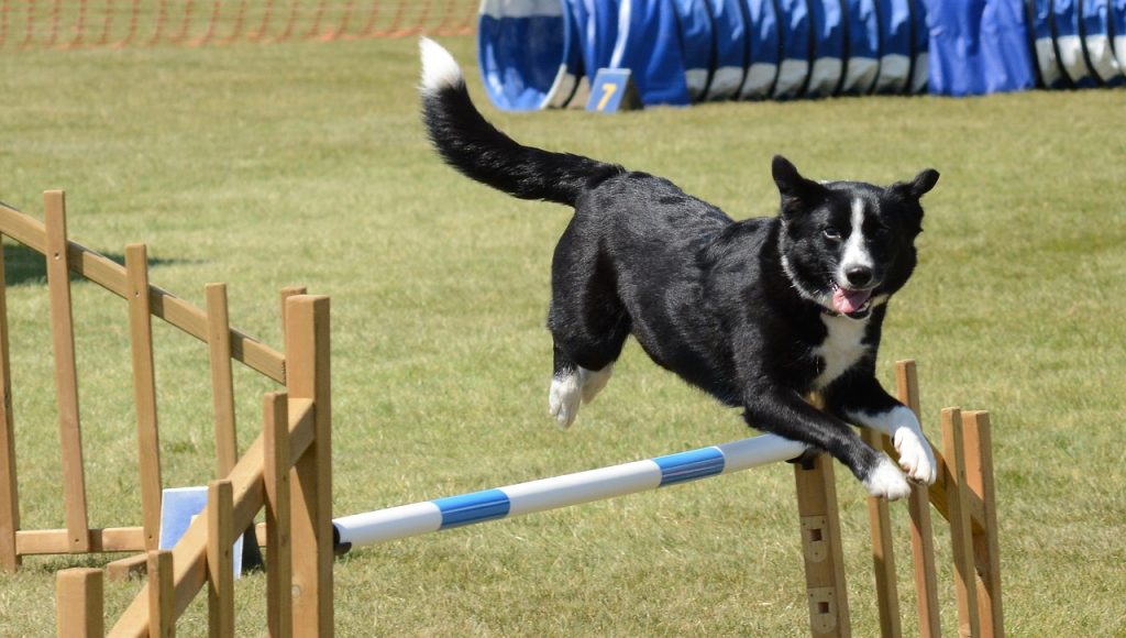 chien qui saute au-dessus d'une barrière