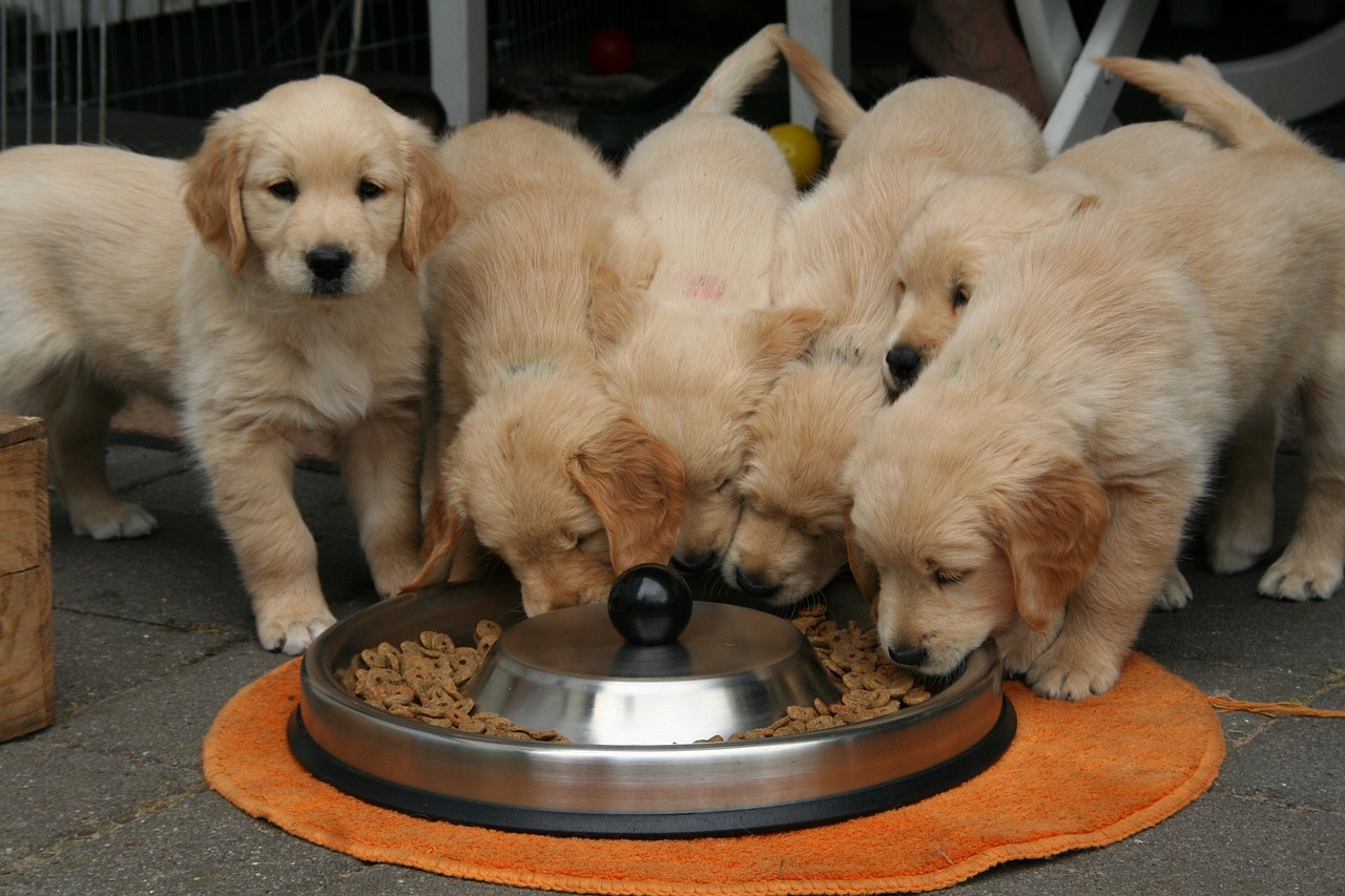 Six chiots golden retriever qui mangent dans une grande gamelle