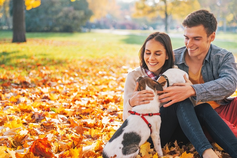 Comment trouver le bon harnais pour votre chien