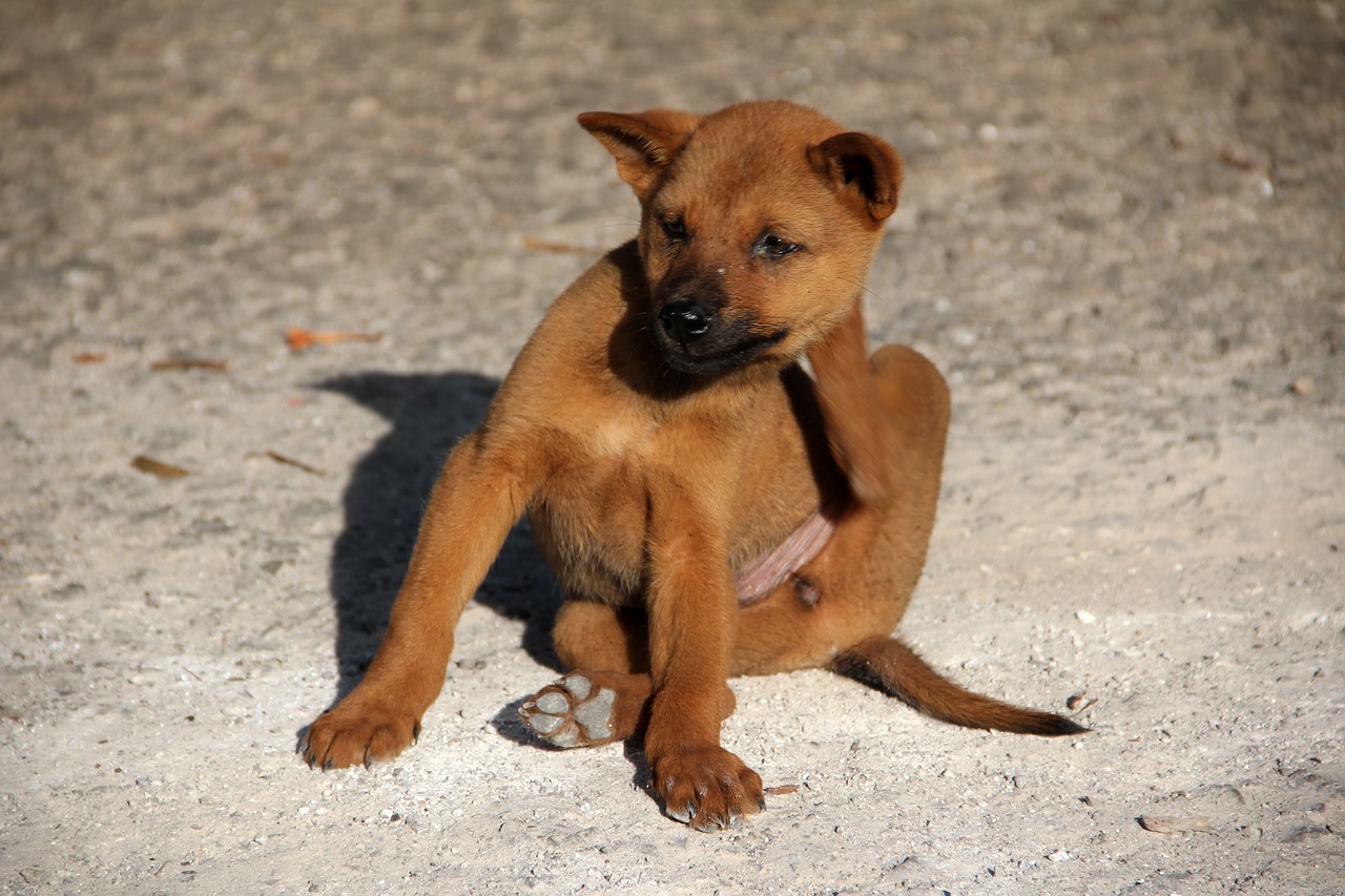 Pourquoi mon chien perd ses poils?