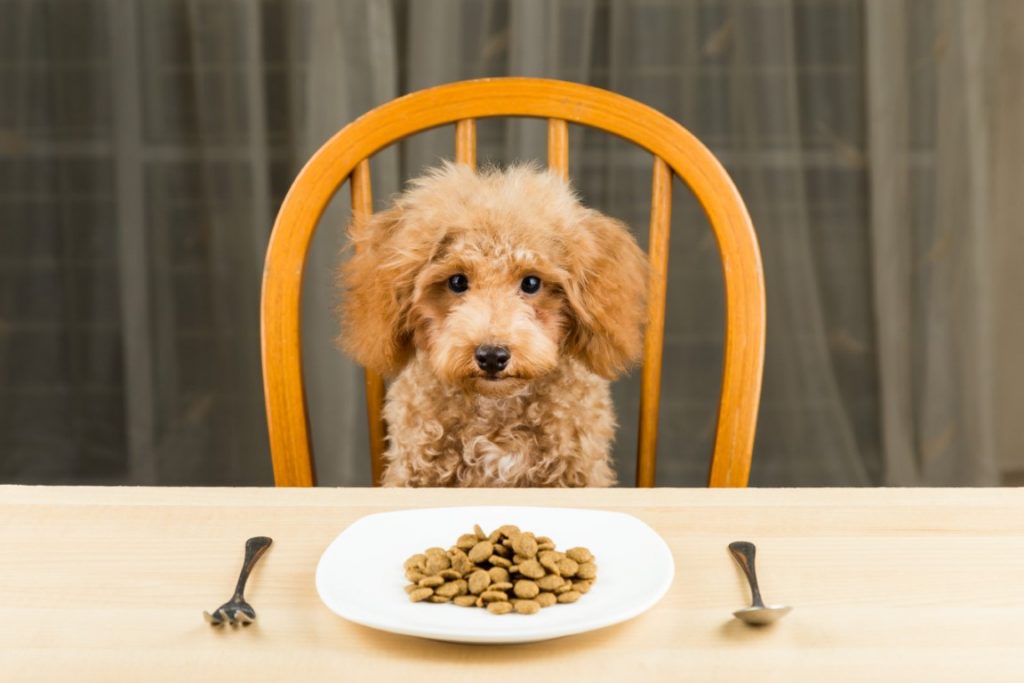 Caniche assis à table devant une assiette remplie de croquettes