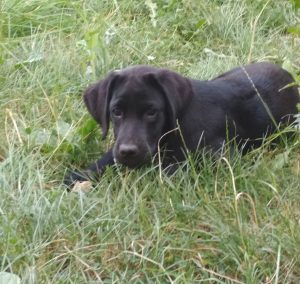 Chiot labrador noir allongé dans lherbe