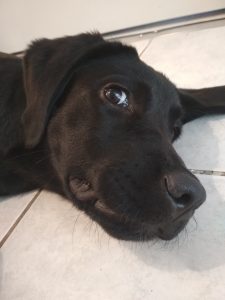 Labrador noir couché sur du carrelage