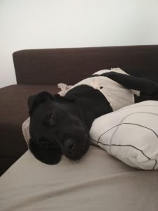 Labrador noir avec un t-shirt allongé sur un canapé