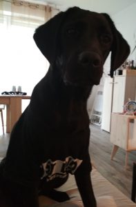 Labrador noir assis portant un t-shirt noir