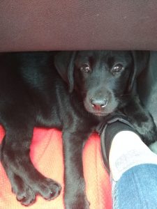 Chiot labrador noir allongé sur une serviette et sur un pied