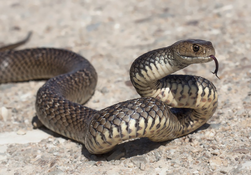 Mon chien a été mordu par un serpent. Que dois-je faire ?