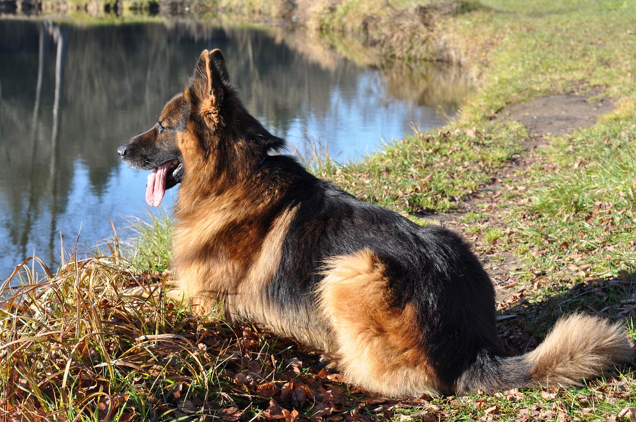 Guide des races de chiens : le berger allemand