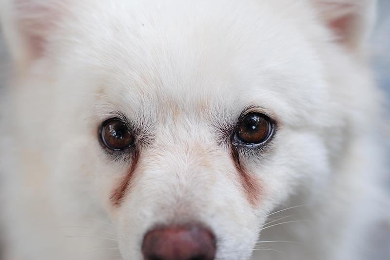 Comment nettoyer les taches de larmes autour des yeux de mon chien ?