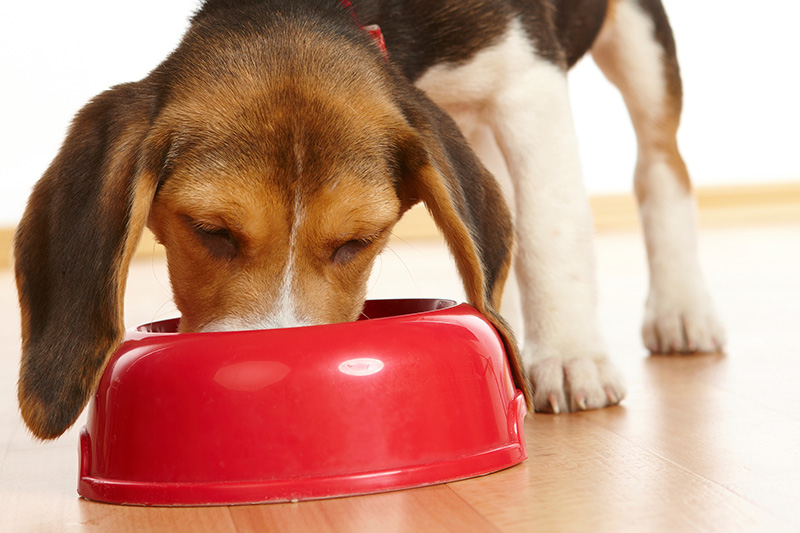 Aliments super premium pour chiens : Les bienfaits de la nourriture pour chiens