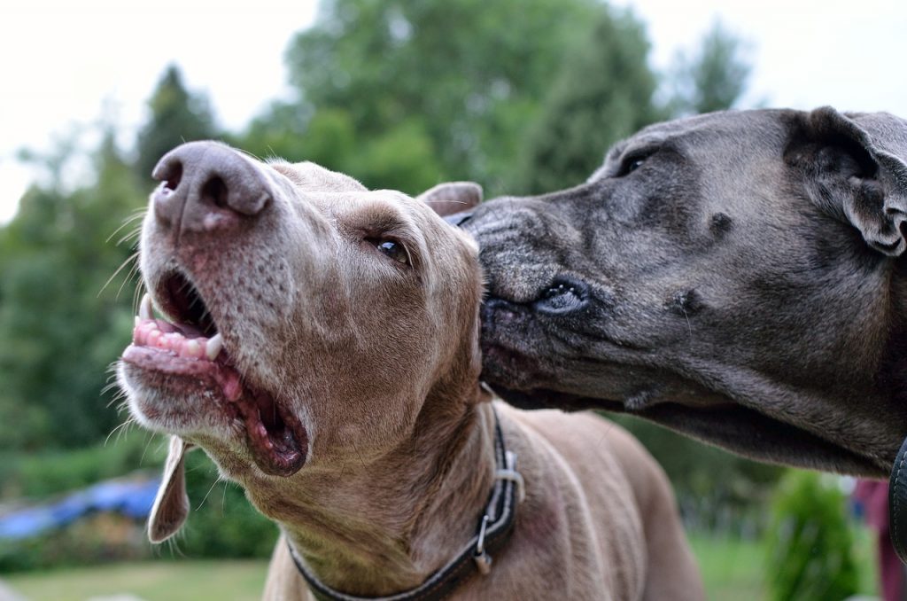 Comment nettoyer les oreilles du chien