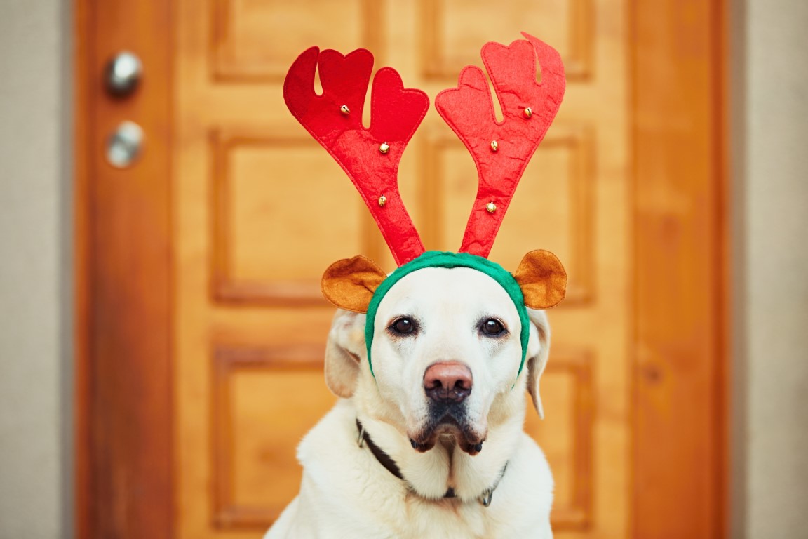 Fêtes de fin d’année : les aliments à ne pas donner à votre chien