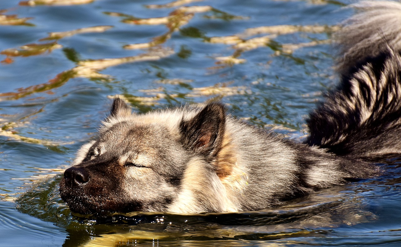 Comment apprendre à nager à son chien?