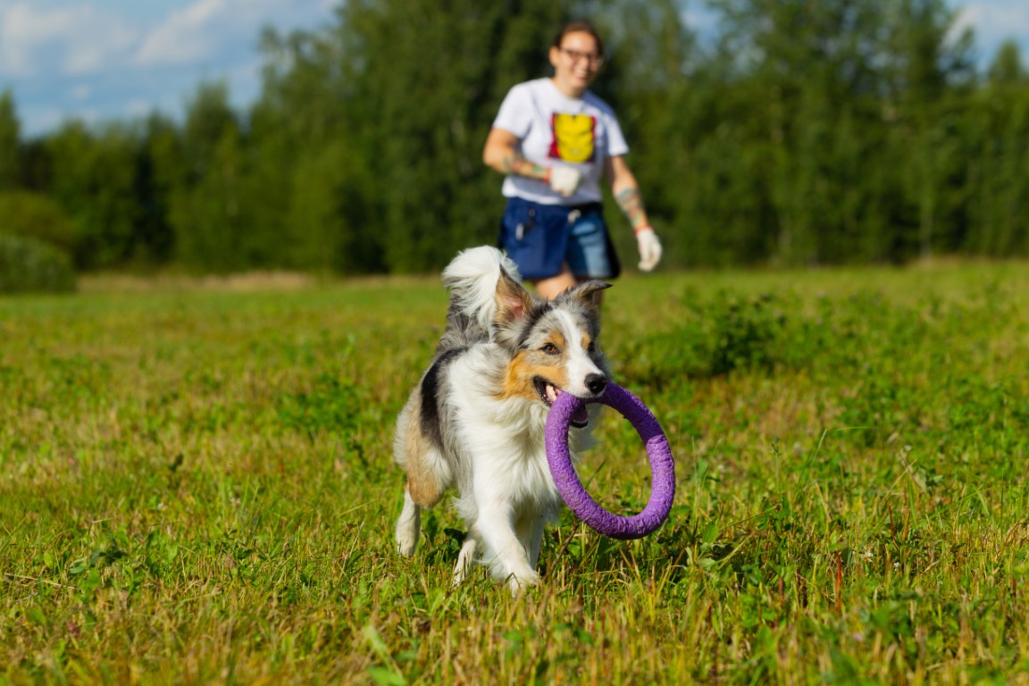 5 astuces pour un chien bien dans ses pattes !