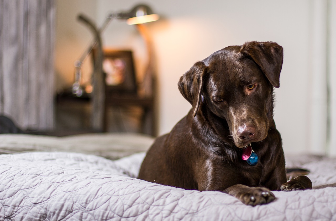 Chien chocolat allongé sur un lit