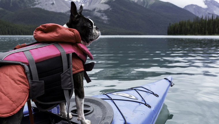 Comment choisir un gilet de sauvetage pour mon chien?