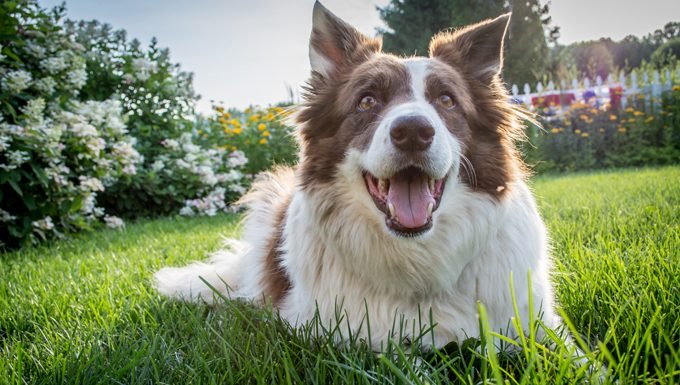 10 secrets pas si secrets pour avoir un chien heureux