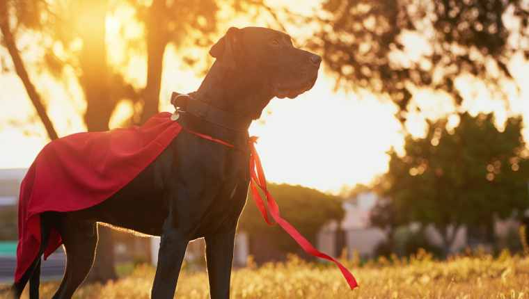 5 chiens héroïques qui ont sauvé la vie des gens