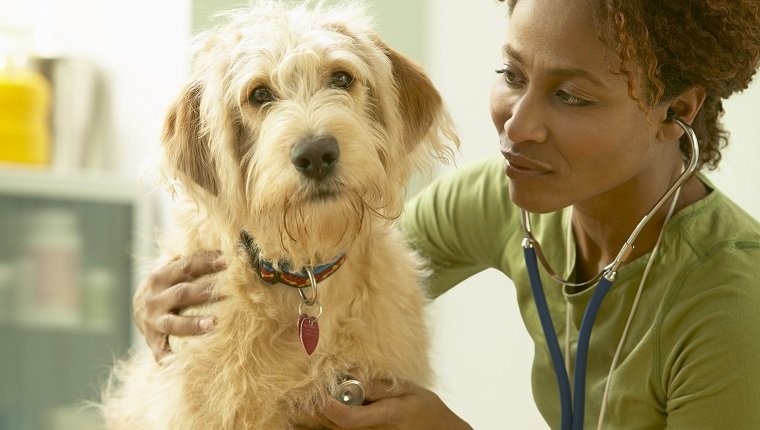 hydralazine-dogs-1.jpg