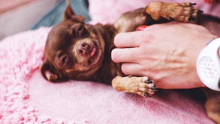 6 façons saines et amusantes de gâter votre chien