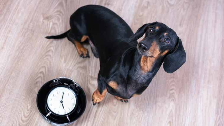 La routine est-elle importante pour les chiens? Peut-elle les garder en bonne santé?