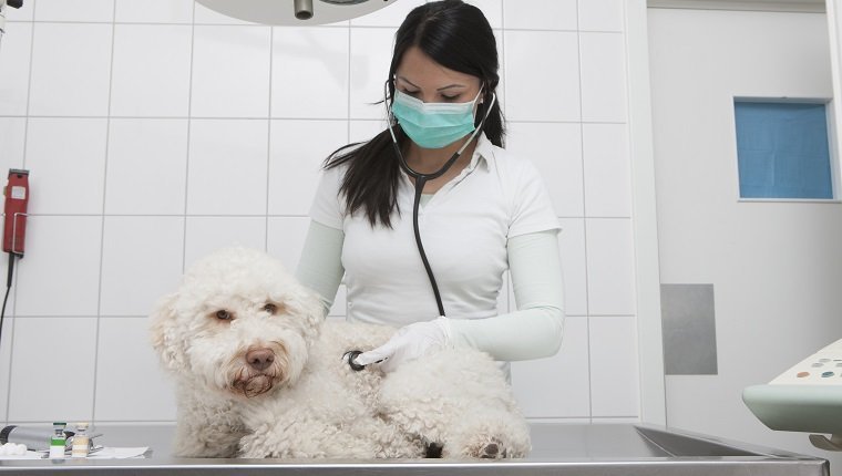 Pneumonie par aspiration chez les chiens: symptômes, causes et traitements