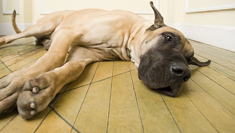 Ballonnement chez les chiens: symptômes, causes et traitements