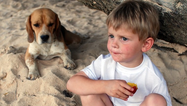 Les chiens peuvent-ils manger des pêches?