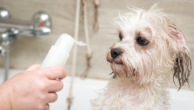 Tout ce que vous devez savoir sur le shampooing pour chiens