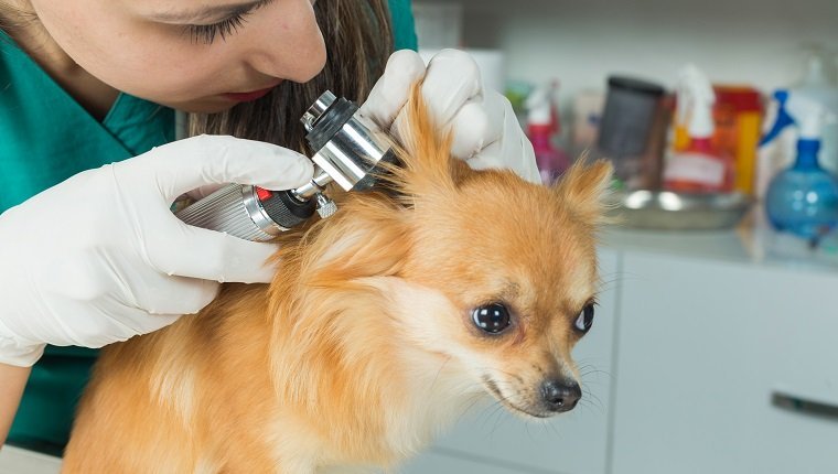 Infections de l’oreille chez les chiens: symptômes, causes, traitement et prévention