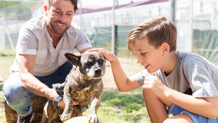 Faut-il changer le nom d’un chien adopté en refuge ?