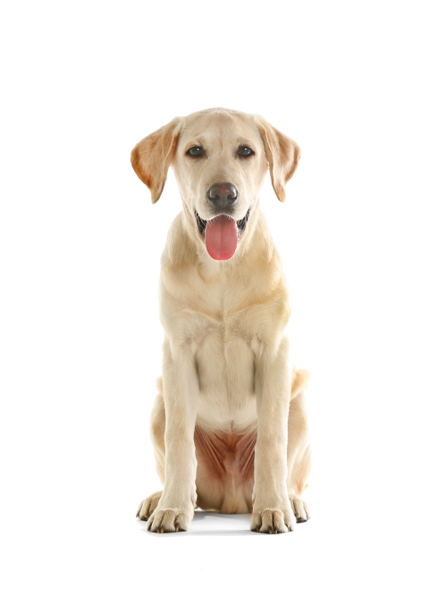 Labrador-retriever