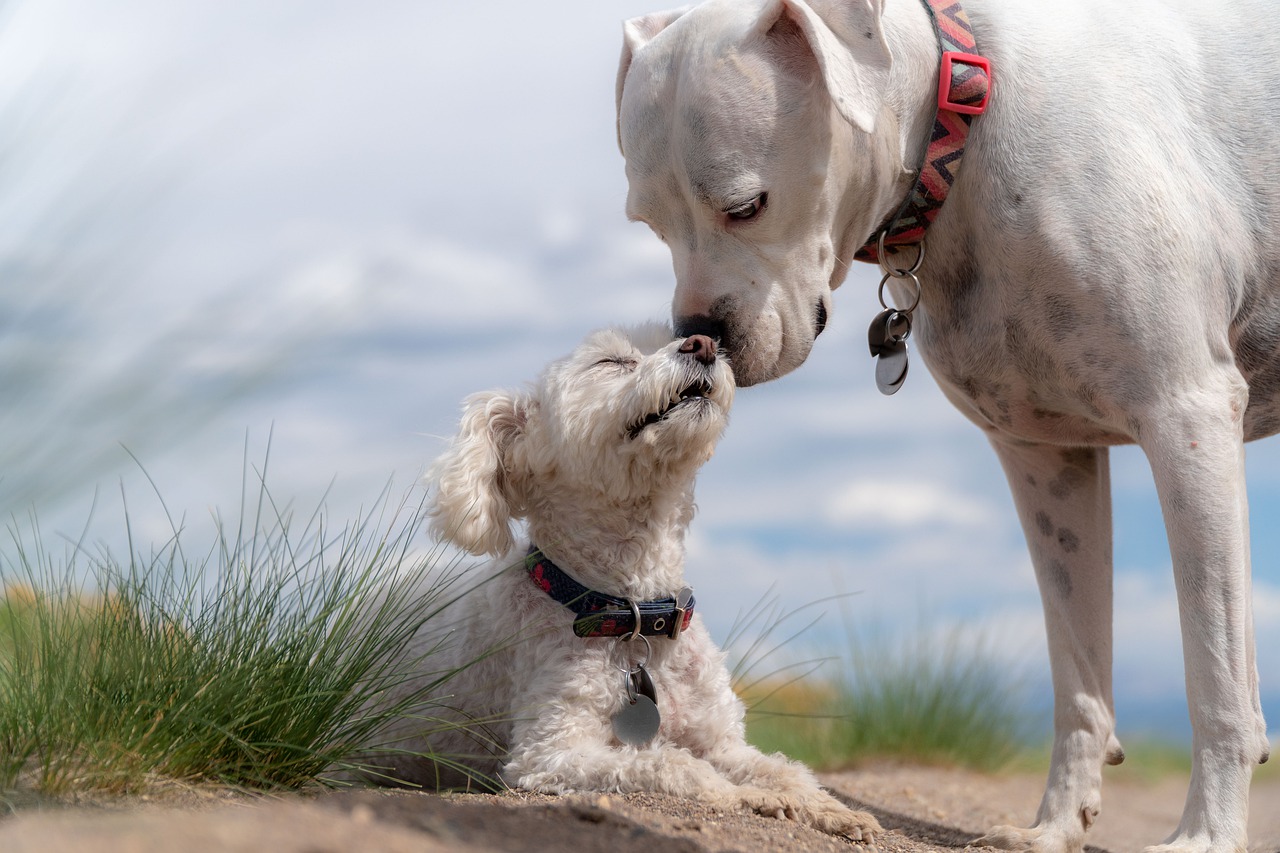 Comment bien socialiser son chiot