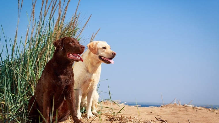 Tableau des crottes de chien : Ce que la couleur vous dit