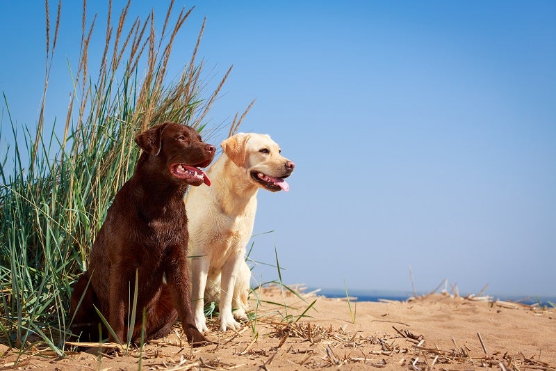 Tableau des crottes de chien : Ce que la couleur vous dit