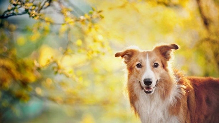 Tableau des crottes de chien : Ce que signifie chaque étape