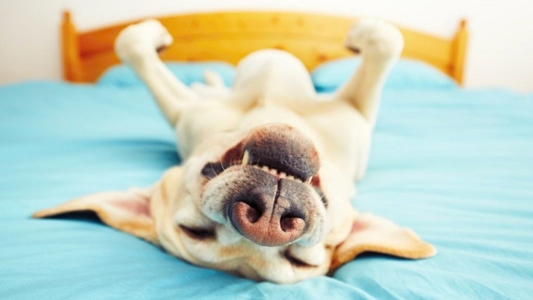 Pourquoi mon chien dort-il sur le dos ?