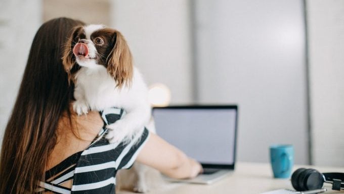 amener son chien au travail