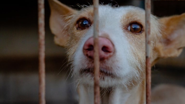 La loi sur la protection des chiots veut mettre un terme aux usines à chiots