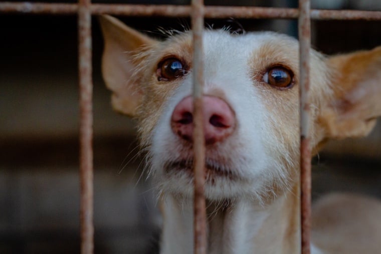 La loi sur la protection des chiots veut mettre un terme aux usines à chiots