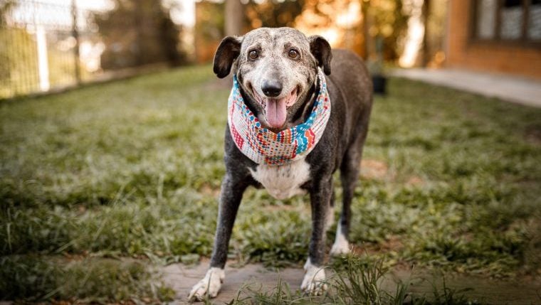 Les avantages d’adopter un chien âgé (quel que soit votre âge)