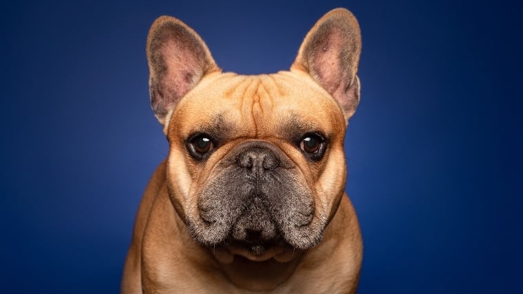 Voici les races de chiens les plus populaires sur Instagram