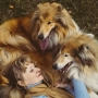 Combien de chiens sont trop nombreux pour être possédés ?